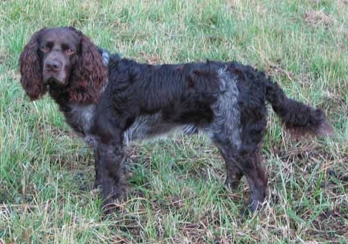 Jagdhund