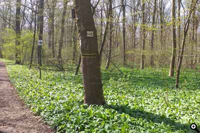 Eine Abteilungsnummer an einem Baum. Diese sind an den Ecken der Abteilungen zu finden. Im Hintergrund ist ein Reitwegschild zu sehen.