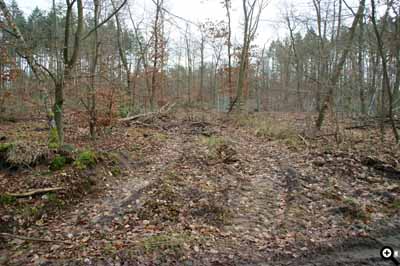 Rückegasse, markiert mit grünen Pfeilen