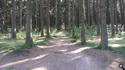 Rückegasse, markiert mit weißen Querstrichen