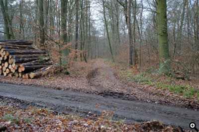 Rückeweg auf dem Holzernte- und Rückfahrzeuge fahren können.