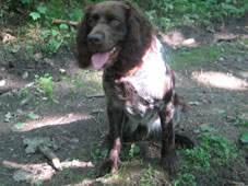 Jagdhunde